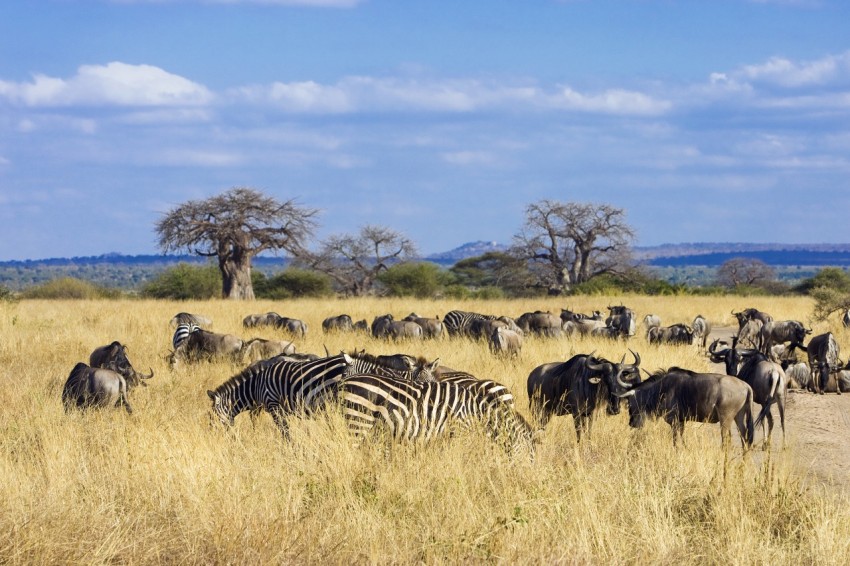 Herd of zebra and wildebeest grazing in African savanna