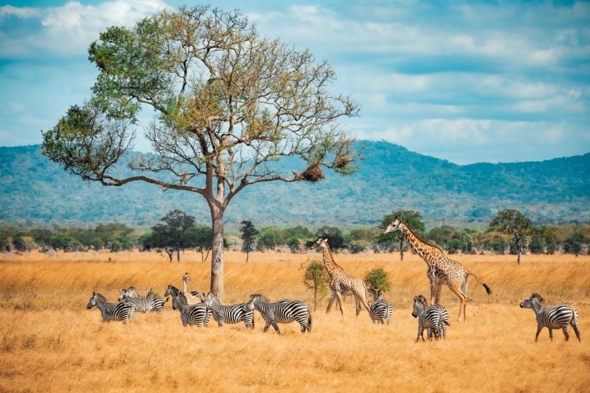 Wild Giraffes and zebras together