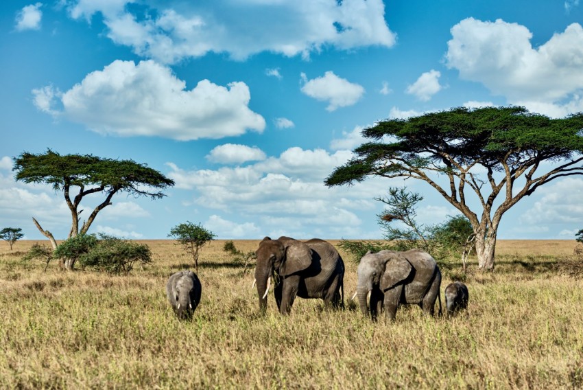 Group of elephants walking on the dry grass in the wilderness